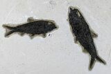 Fossil Fish (Knightia) Plate - Green River Formation #172973-1